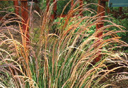 Plant of the Month